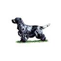 100 Pics Dog Breeds Answers Level 7