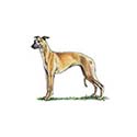 100 Pics Dog Breeds Answers Level 10