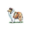 100 Pics Dog Breeds Answers Level 11