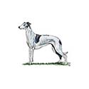 100 Pics Dog Breeds Answers Level 14