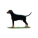 100 Pics Dog Breeds Answers Level 16