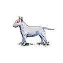 100 Pics Dog Breeds Answers Level 21