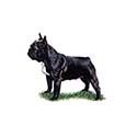 100 Pics Dog Breeds Answers Level 23