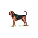 100 Pics Dog Breeds Answers Level 24