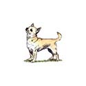 100 Pics Dog Breeds Answers Level 26