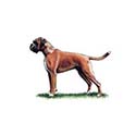 100 Pics Dog Breeds Answers Level 27