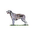 100 Pics Dog Breeds Answers Level 28