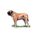 100 Pics Dog Breeds Answers Level 29
