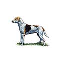 100 Pics Dog Breeds Answers Level 30