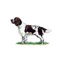 100 Pics Dog Breeds Answers Level 31