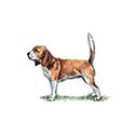 100 Pics Dog Breeds Answers Level 36