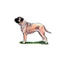 100 Pics Dog Breeds Answers Level 38