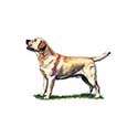 100 Pics Dog Breeds Answers Level 39