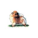 100 Pics Dog Breeds Answers Level 40