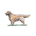 100 Pics Dog Breeds Answers Level 41