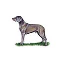 100 Pics Dog Breeds Answers Level 43