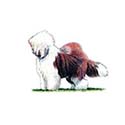 100 Pics Dog Breeds Answers Level 44
