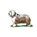 100 Pics Dog Breeds Answers Level 49
