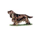 100 Pics Dog Breeds Answers Level 51
