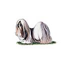 100 Pics Dog Breeds Answers Level 52