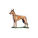 100 Pics Dog Breeds Answers Level 56