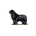 100 Pics Dog Breeds Answers Level 57