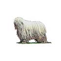 100 Pics Dog Breeds Answers Level 60