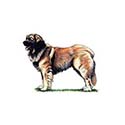 100 Pics Dog Breeds Answers Level 64