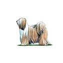 100 Pics Dog Breeds Answers Level 71