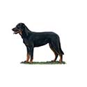 100 Pics Dog Breeds Answers Level 76