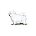 100 Pics Dog Breeds Answers Level 77