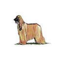 100 Pics Dog Breeds Answers Level 81