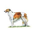 100 Pics Dog Breeds Answers Level 87