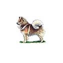 100 Pics Dog Breeds Answers Level 88