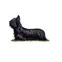 100 Pics Dog Breeds Answers Level 95