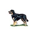 100 Pics Dog Breeds Answers Level 97