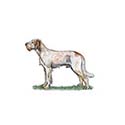 100 Pics Dog Breeds Answers Level 100