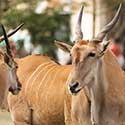 100 Pics E Is For Answers Level 97