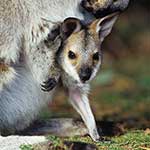 100 Pics I Heart Australia Answers Level 41