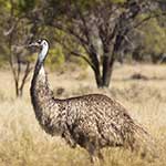 100 Pics I Heart Australia Answers Level 47