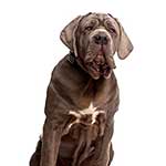 100 pics J Is For answers Jowls