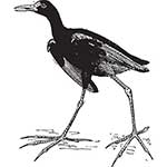 100 pics J Is For answers Jacana