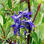100 pics L Is For answers Larkspur