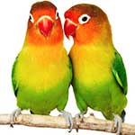100 Pics Love Answers Level 90