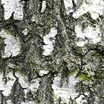 100 Pics Nature Answers Level 11