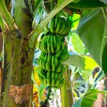100 Pics Nature Answers Level 12
