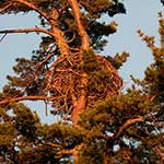 100 Pics Nature Answers Level 13