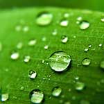 100 Pics Nature Answers Level 16