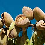100 Pics Nature Answers Level 23