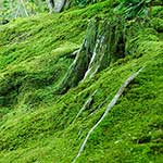 100 Pics Nature Answers Level 27